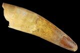 Bargain, Spinosaurus Tooth - Composite Tooth #138213-1